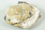 Fossil Clam with Fluorescent Calcite Crystals - Ruck's Pit, FL #191753-1